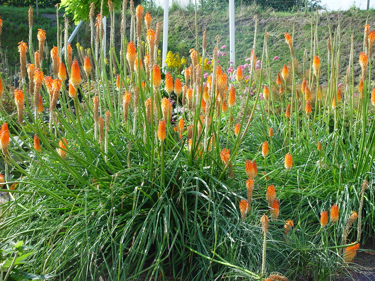 Kniphofia uvaria